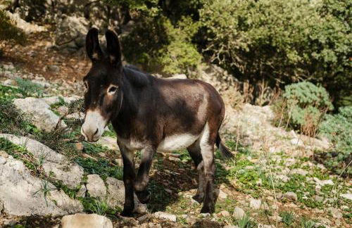 Casa "Tramuntana" - Foto 44