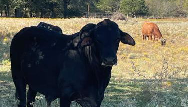 SkyblueRanch Getaway Retreat! - Foto 5