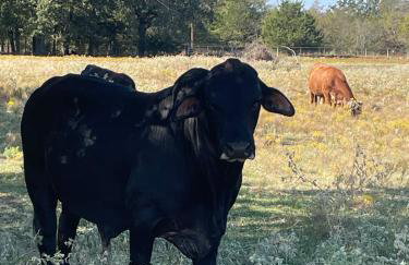 SkyblueRanch Getaway Retreat! - Foto 5