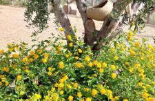 Agriturismo Dispenza - Foto 87