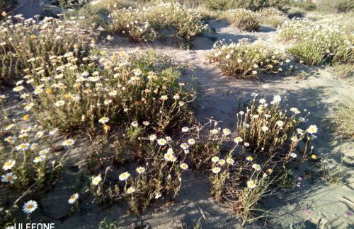 Duplex in riva al mare - Foto 15