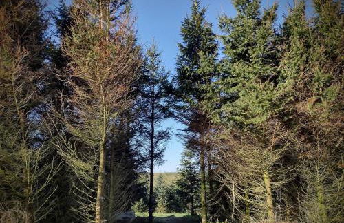 Fir Tree Shepherd's Hut - Photo 22