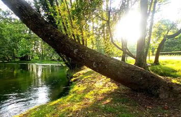 La Regina del Bosco - Foto 15