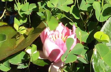 Tiny House - Foto 38