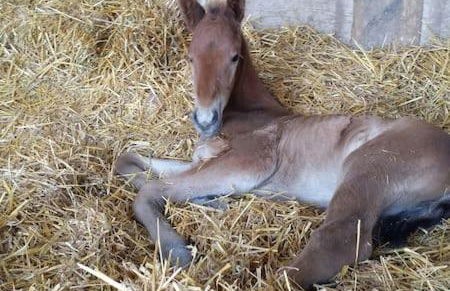Scuderia 100 pertiche - Foto 25
