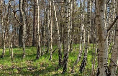 Lilla House - Foto 29