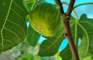Casa Bella - Istrian Stone House - Foto 10