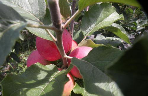 Country House Erba Regina - Foto 92