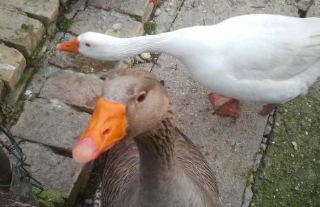 C'era Una Volta - Foto 16