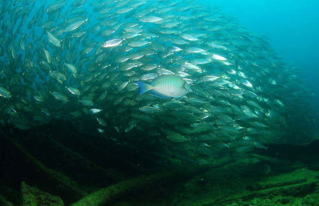 Beginners' Scuba Diving Lesson in Praia do Porto - Foto 5