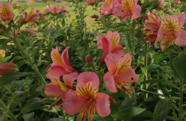 Agriturismo Susanna e Atria - Foto 43