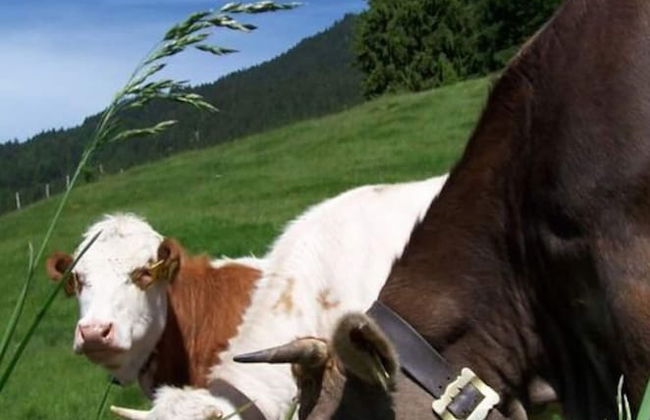 Haus Steiner Modern Retreat - Foto 16