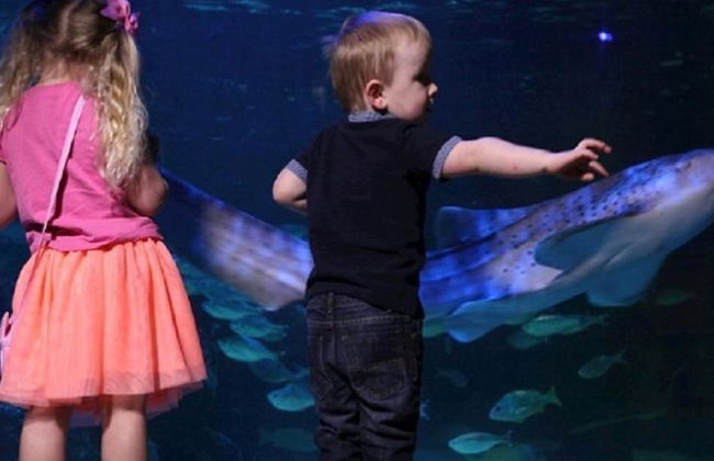 SEA LIFE - Billet - Photo 5