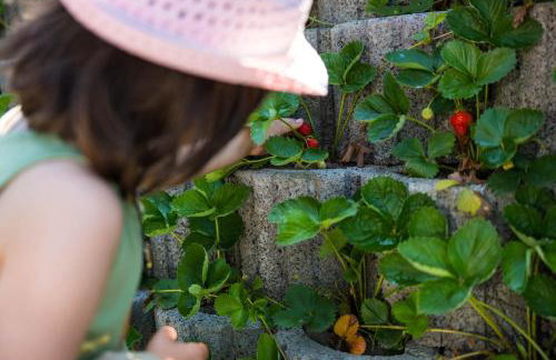 Ferienhof am See - Foto 58