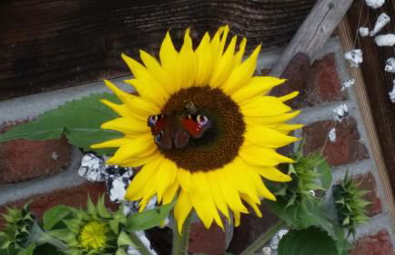 Landhaus Maltzien auf Rügen - Foto 39