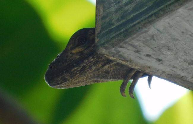 Casa Lilu - Adults Only - Foto 35