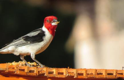 Oforasteiro - Foto 49