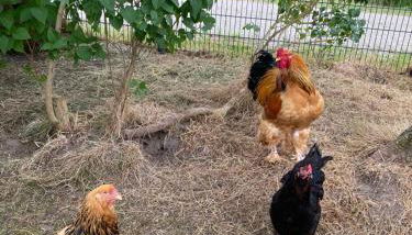 Landhaus "Alte Welt" Nordseeküste - Foto 5