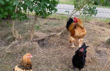 Landhaus "Alte Welt" Nordseeküste - Foto 5