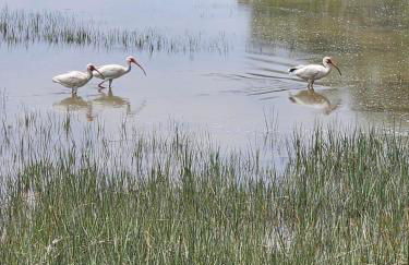 Low Country Cottage in Beautiful Habersham - Photo 21