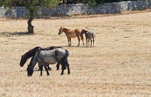 Boara Resort - Photo 36