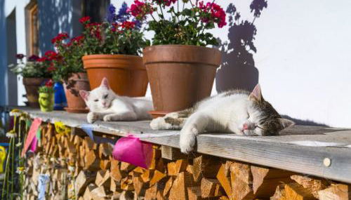 Ferien beim Baur - Foto 5