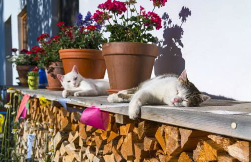 Ferien beim Baur - Foto 5