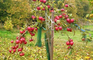 Siedlisko pod Aniołem - Foto 51