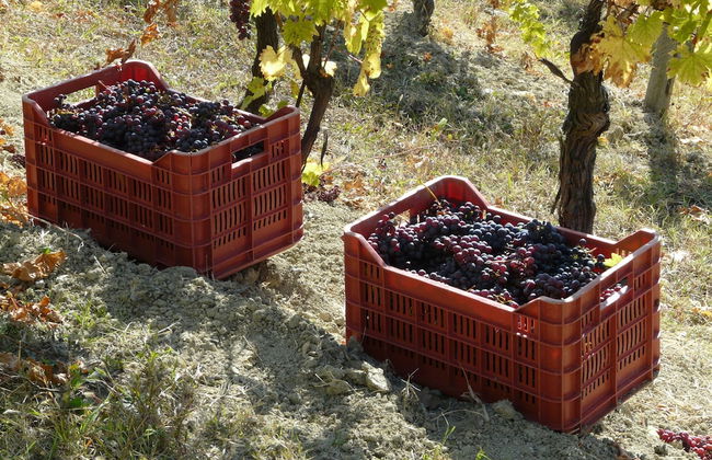 Tenuta Tenaglia - Photo 14