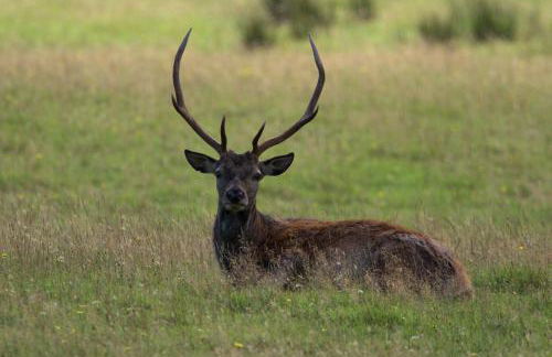 Rosemount Bothy - Highland Cottage - Foto 44