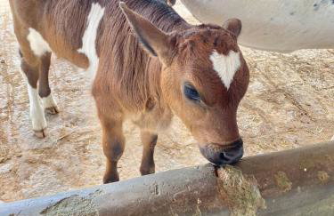 Flat no condomíno Monte Castelo em Gravatá-PE - Foto 22