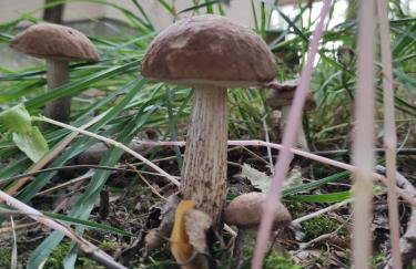 Świerkowisko cisza las plaża blisko - Foto 80