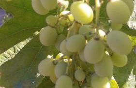 Casa Corofulu Oliena - IUN P2139 - Foto 16