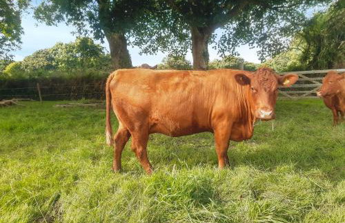 The Old Dairy - Foto 9