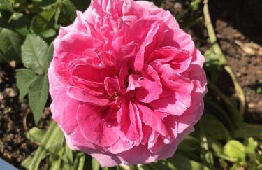 Driftwood Seagrass - Photo 34