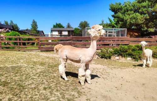 Agroturystyka Zagroda Alpaka - Foto 19