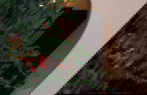 Abrakamus By Forest Villas - Foto 33