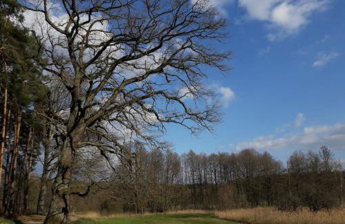 Mirabellenhof-Fewo mit Terrasse - Foto 14