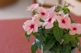 Ammousa Hotel Apartments - Foto 45