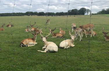 Ferienwohnung „Prims“ - Foto 15