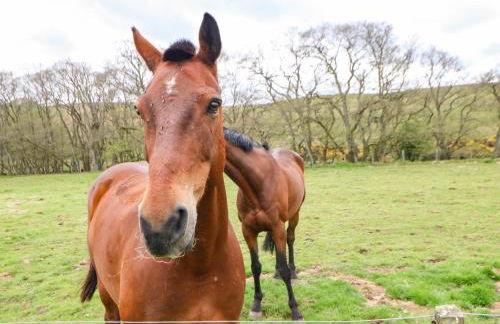Shepherds Burn Cottage - Foto 27