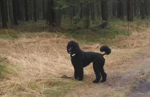 Holiday Home Fünfjahreszeiten in Bodstedt by Interhome - Foto 24