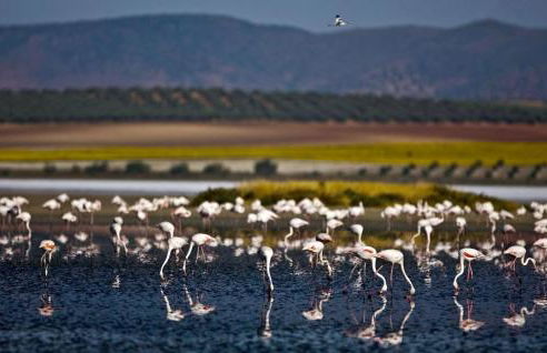 Cortijo La Torquilla Laguna Fuente de Piedra - Foto 22
