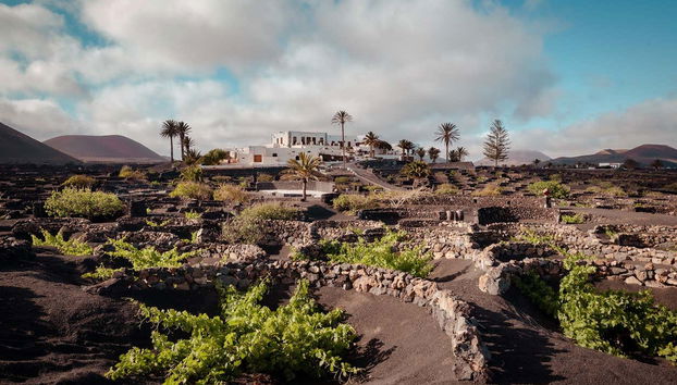 Visita a la bodega Vega de Yuco Testeina - Foto 2