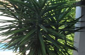 Casa de Jardim - Foto 35