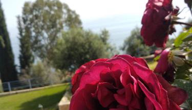 Hotel Theasis - Photo 4