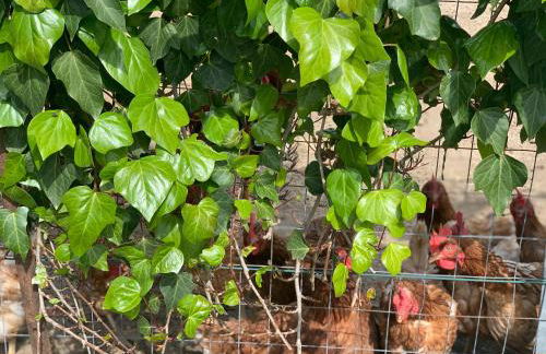 Agriturismo Annibale - Foto 31