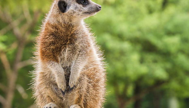 Suricato dello Zoo Taronga