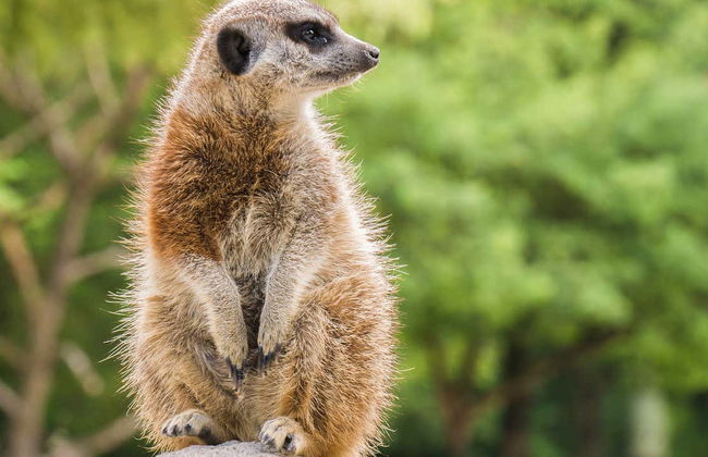 Biglietti per lo Zoo Taronga - Foto 3