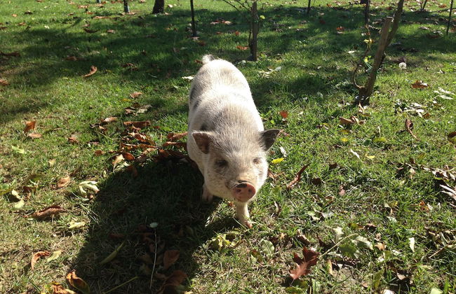 Historical Residence il Biribino 27 People - Foto 41